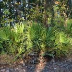 What Does Saw Palmetto Do for You and What Are the Long-Term Effects