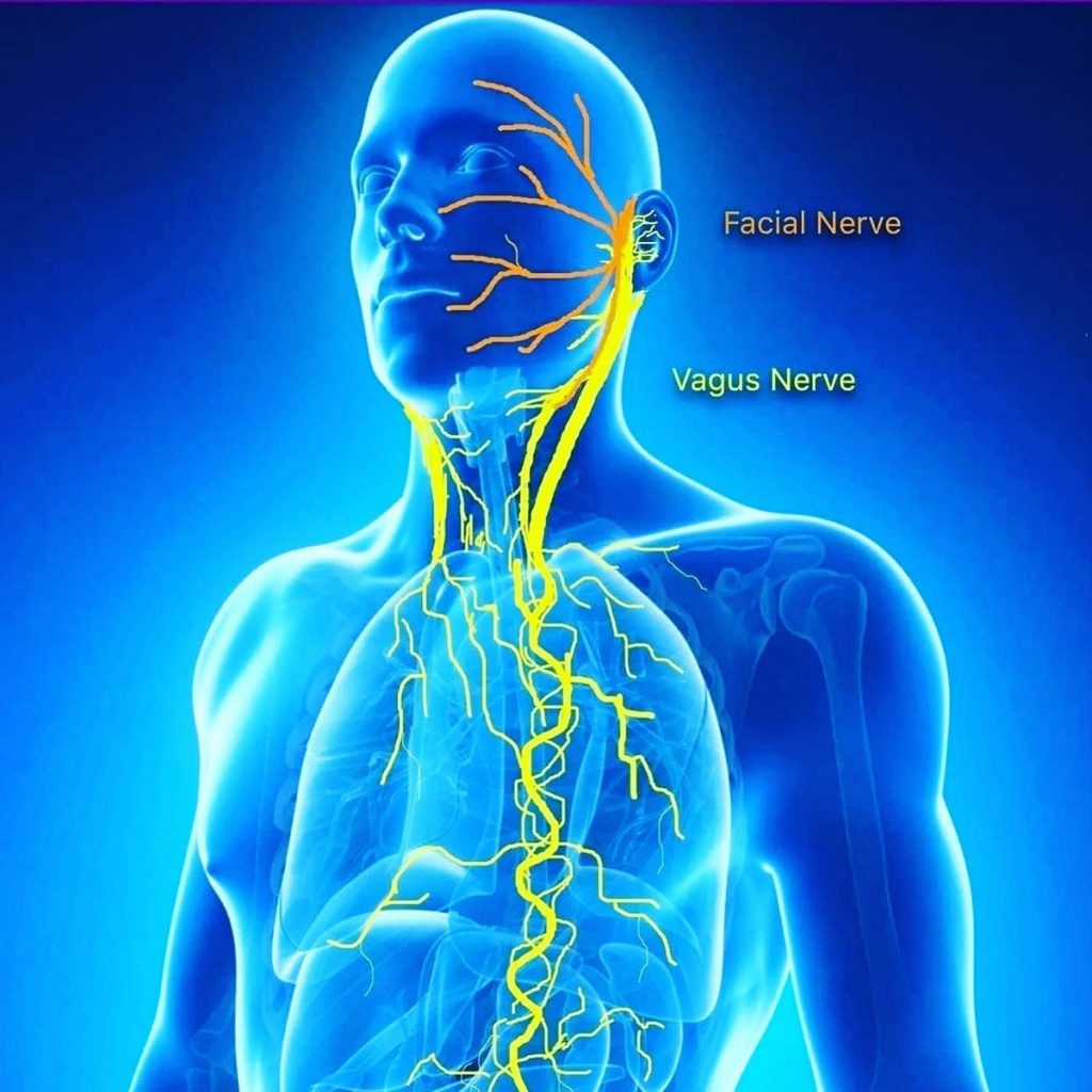 What Does the Vagus Nerve Do