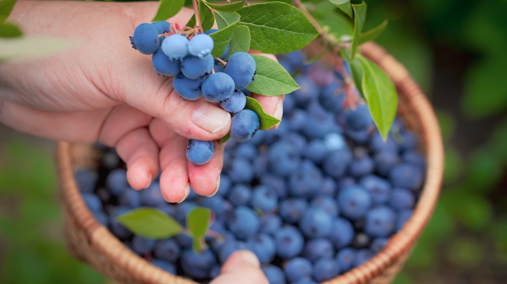 What Happens if I Eat Blueberries Every Day