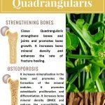 What Is Cissus Quadrangularis and What Are Its Health Benefits and Uses