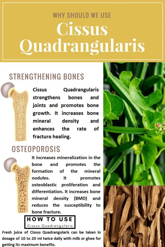 What Is Cissus Quadrangularis and What Are Its Health Benefits and Uses