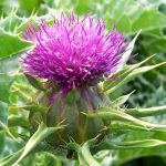 What is Milk Thistle Good For and Can You Take It Every Day