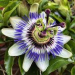 What Is Passionflower Tea Good for and Are There Any Side Effects