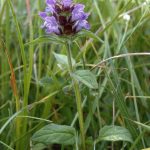 What Is Prunella Vulgaris Used For