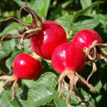 What Is Rose Hip Good for and Are There Side Effect Risks