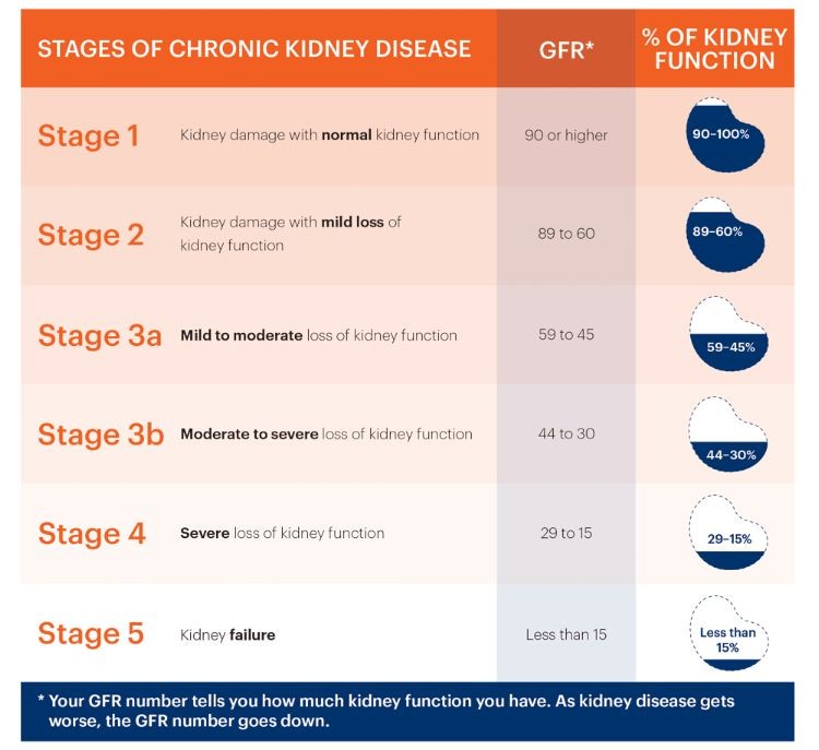 What Level of BUN Indicates Kidney Failure Stages