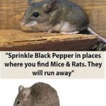 What s the Fastest Way to Get Rid of Mice 5 Tips