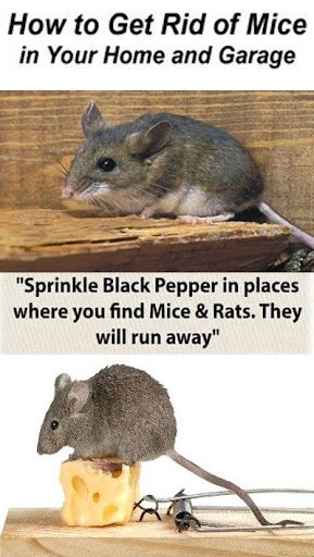 What s the Fastest Way to Get Rid of Mice 5 Tips