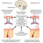 Where Do We Lose Most of Our Heat Regulate Body Temperature