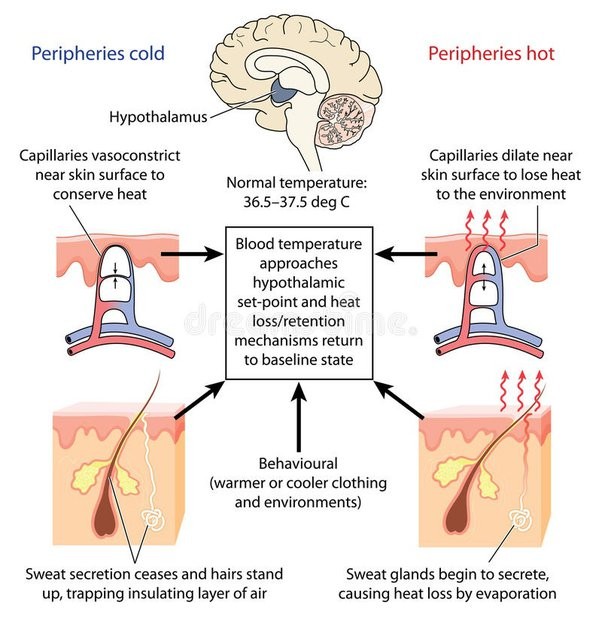 Where Do We Lose Most of Our Heat Regulate Body Temperature