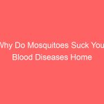 Why Do Mosquitoes Suck Your Blood Diseases Home Remedies Bite Risks