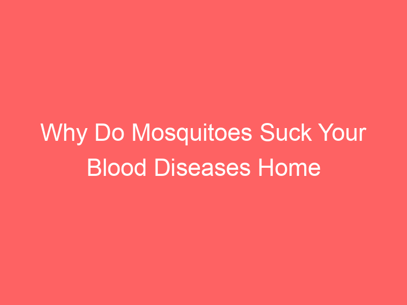 Why Do Mosquitoes Suck Your Blood Diseases Home Remedies Bite Risks