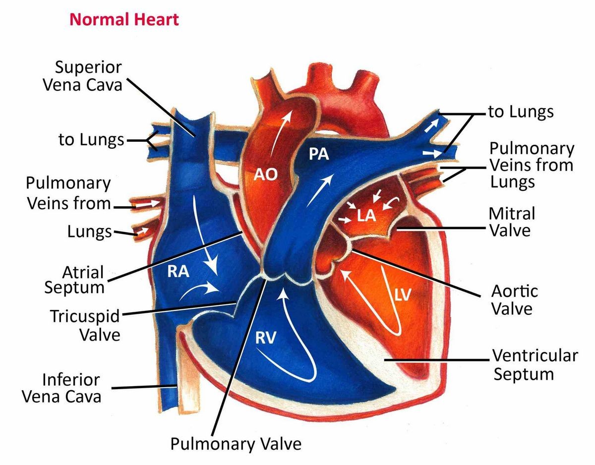 How the Heart Works Diagram Anatomy Blood Flow