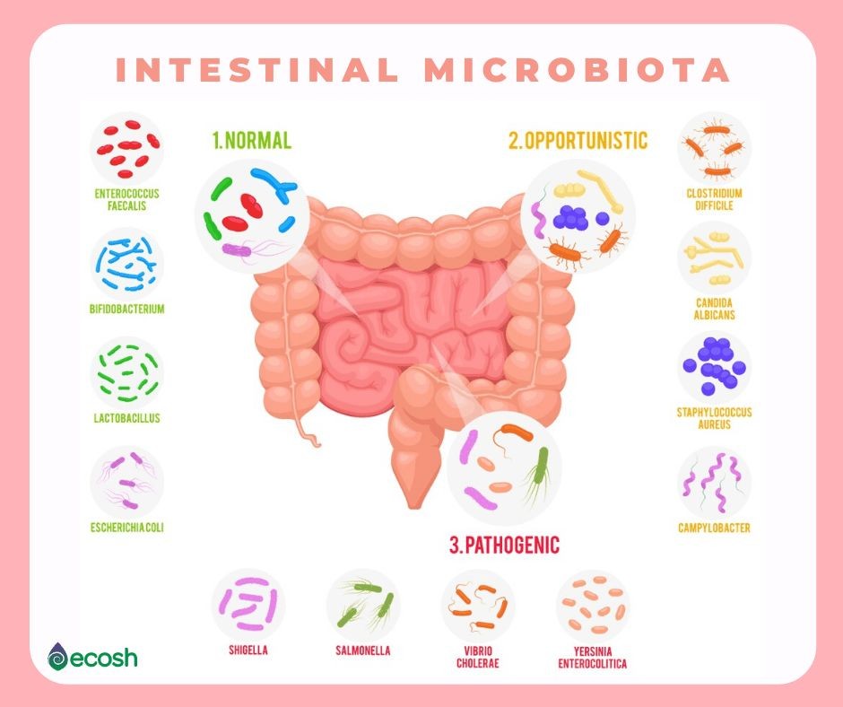 The Benefits of Bifidobacterium and Foods Rich in This Good Bacteria