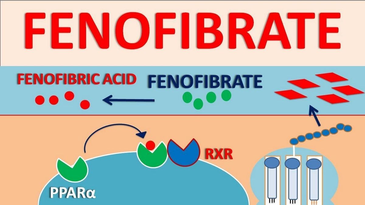 Side Effects of Antara fenofibrate Interactions Warnings