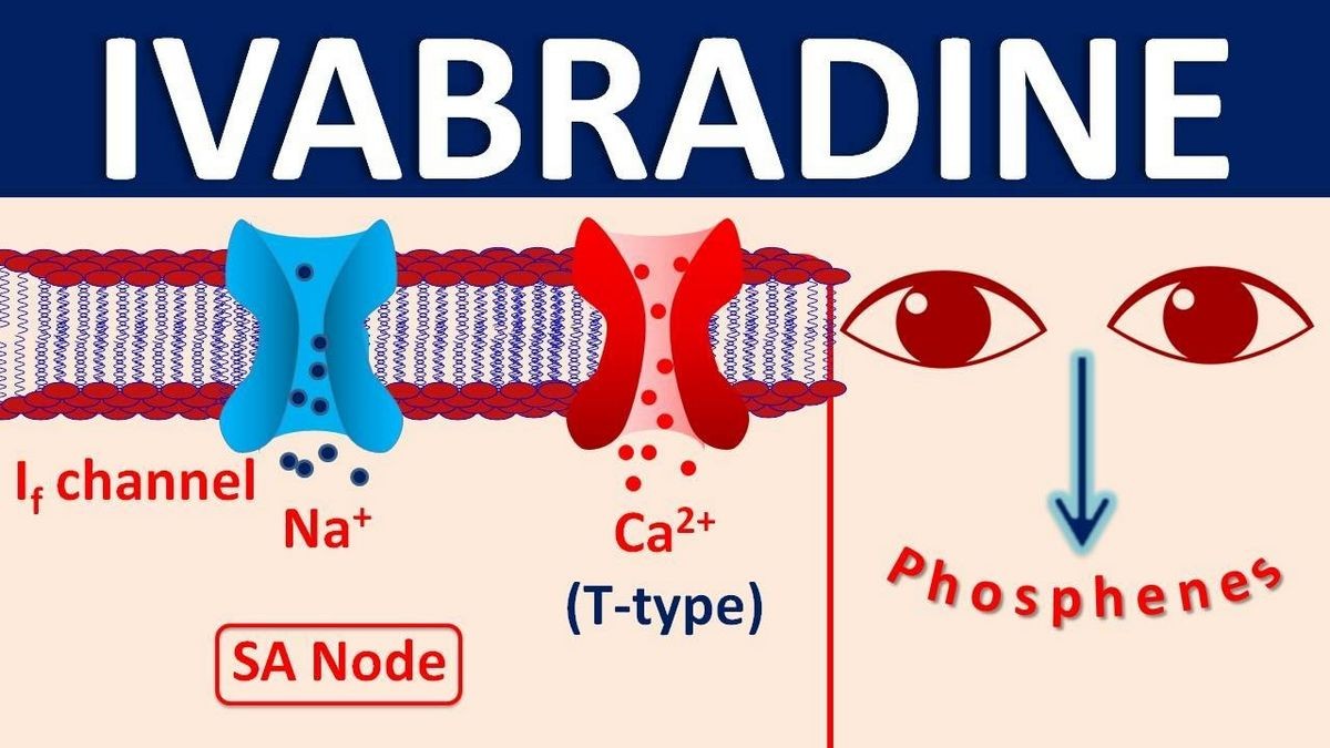 Side Effects of Corlanor ivabradine Interactions Warnings