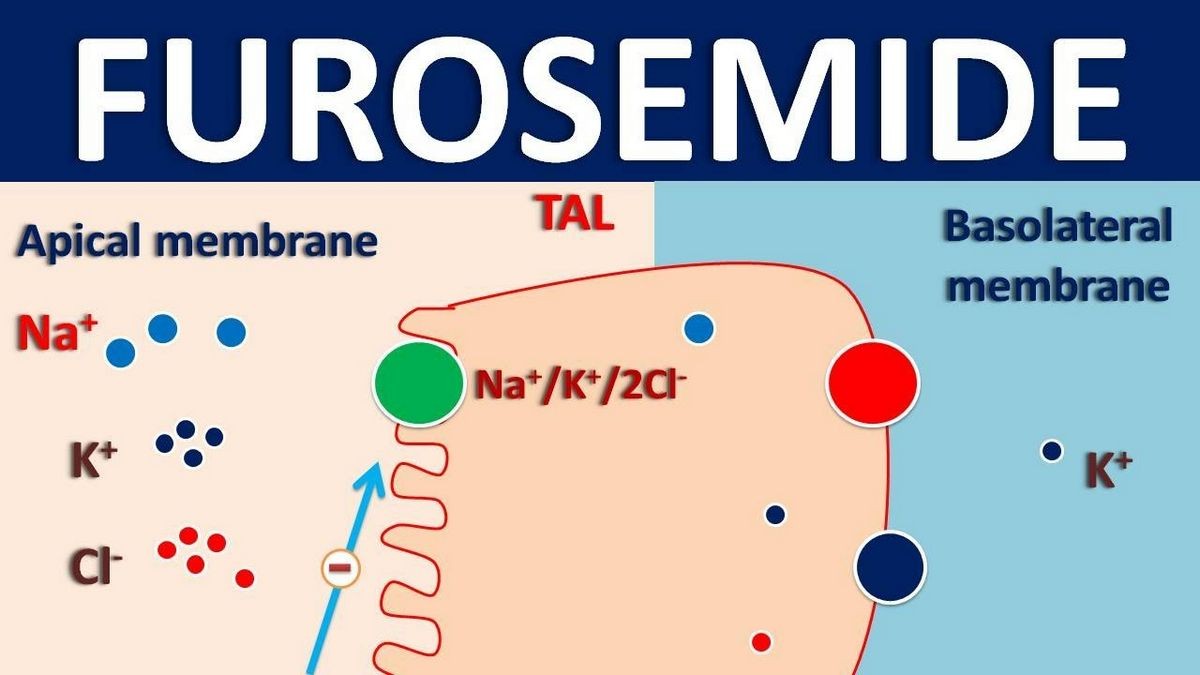 Side Effects of Lasix furosemide Warnings Drug Interactions