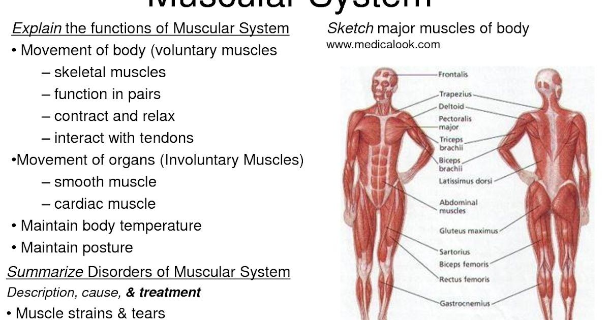 What Are the 5 Main Functions of the Muscular System