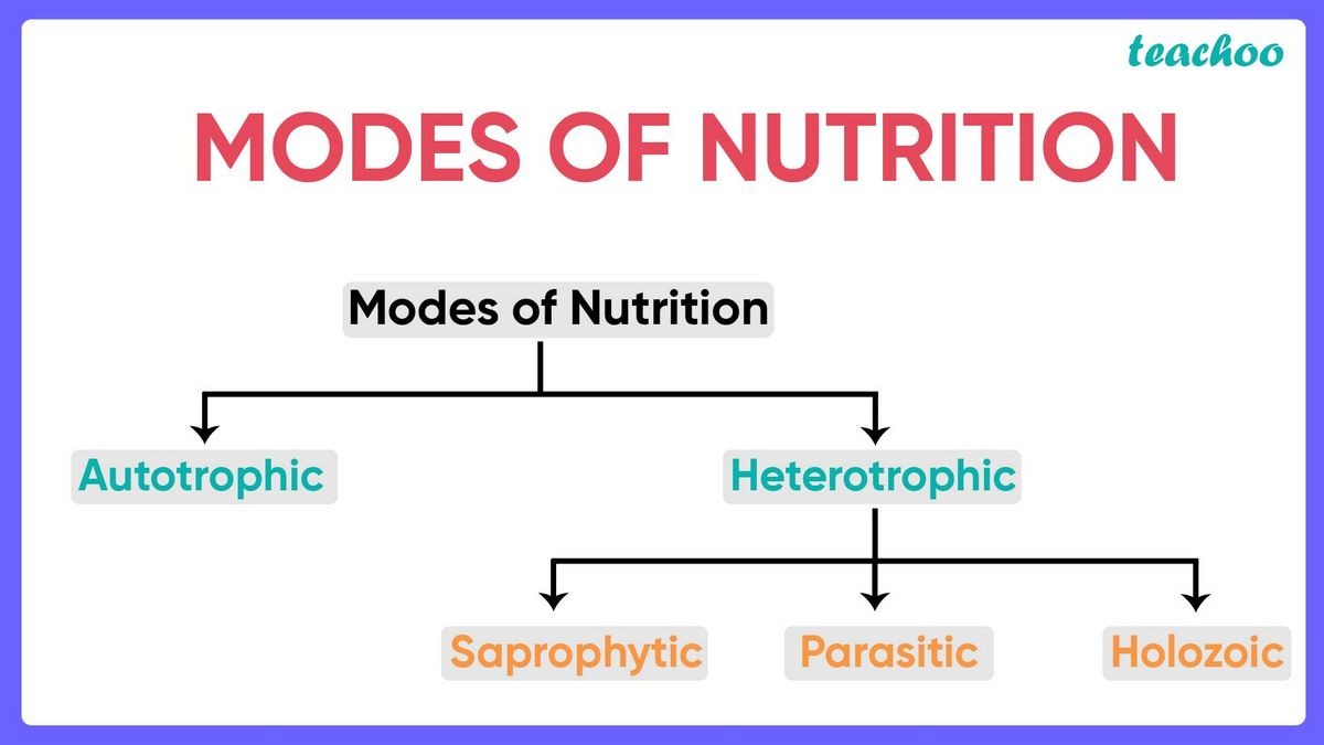 What Are the 7 Types of Nutrition