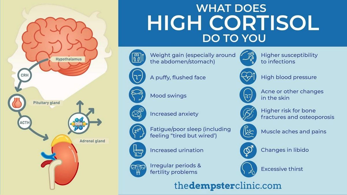 What Does Cortisol Do to Your Body and What Happens If it s Too High