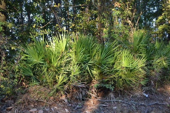 What Does Saw Palmetto Do for You and What Are the Long-Term Effects