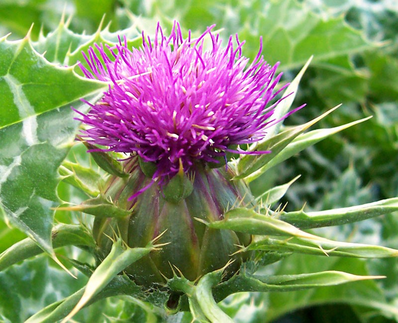 What is Milk Thistle Good For and Can You Take It Every Day