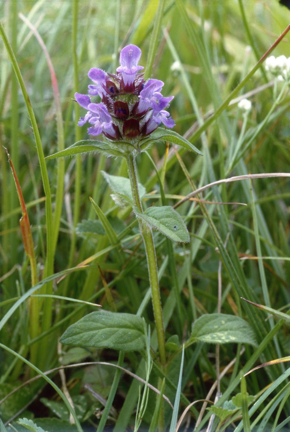 What Is Prunella Vulgaris Used For