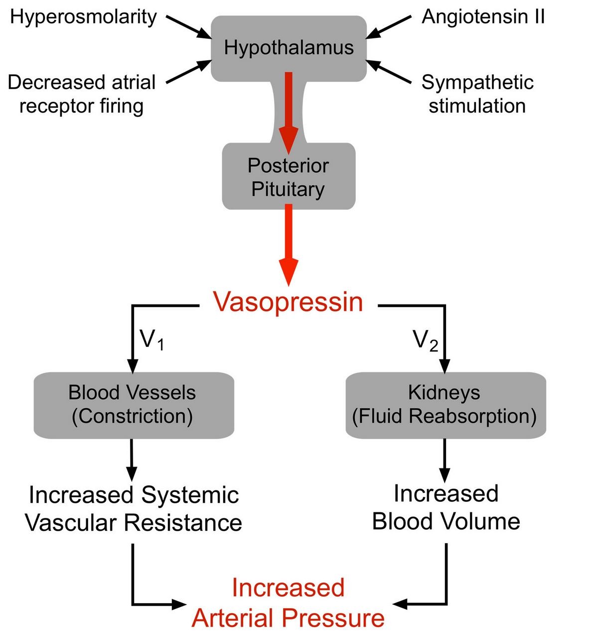 Vasopressin Blood Pressure Uses Warnings Side Effects Dosage